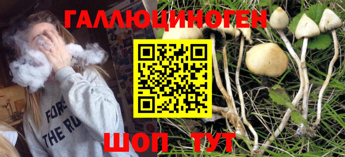 Галлюциногенные грибы Psilocybine cubensis Славянск-на-Кубани